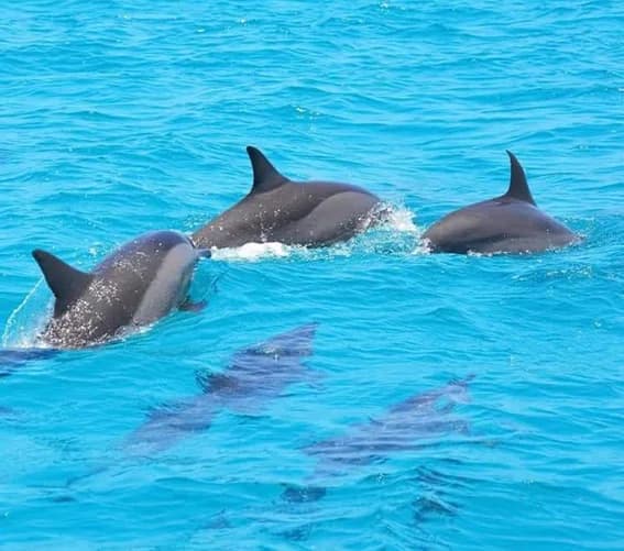 Kizimkazi Dolphin Tour