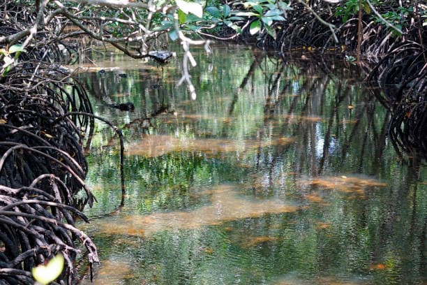 Mangrove Kayaking