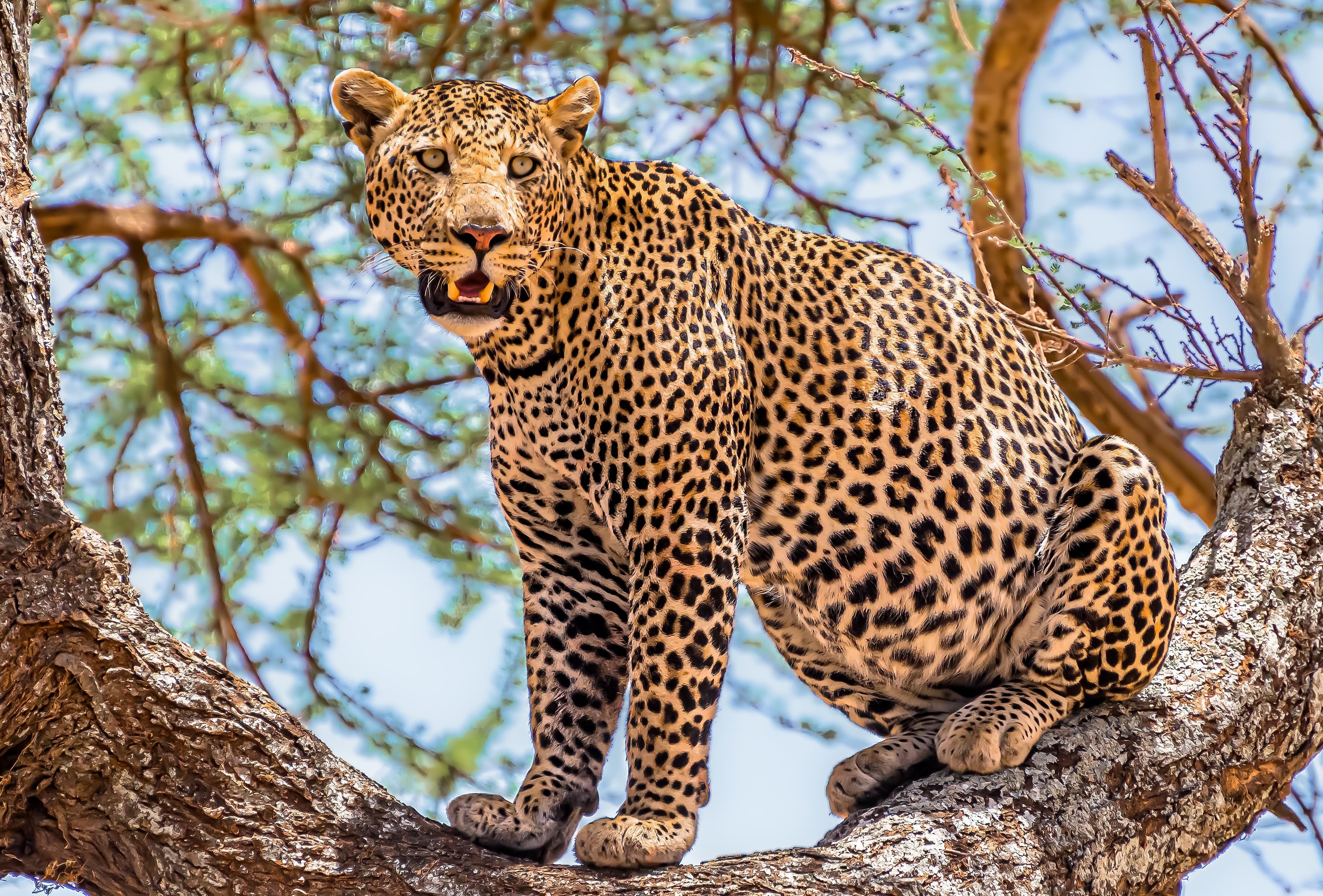 Ruaha National Park