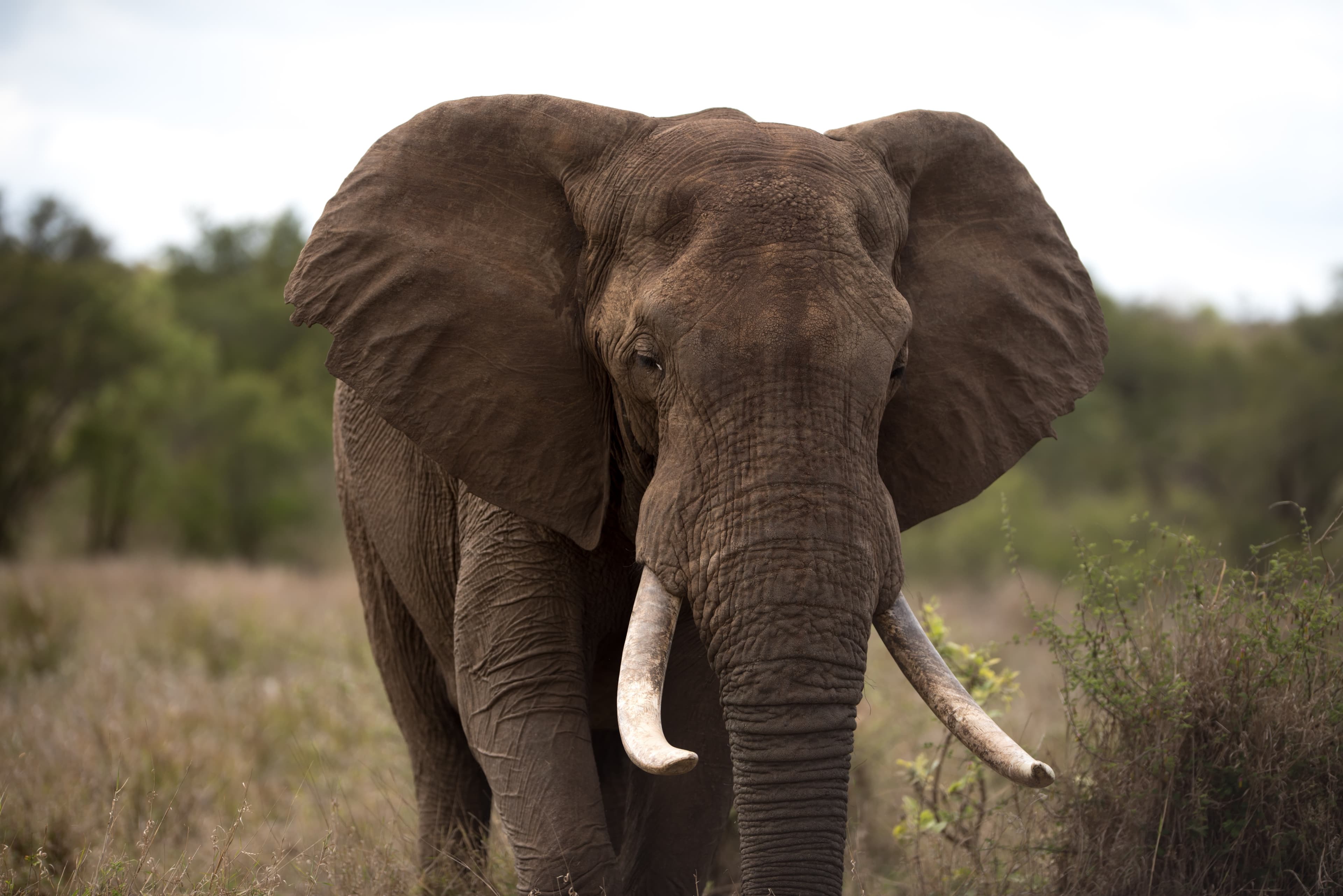 Tarangire National Park