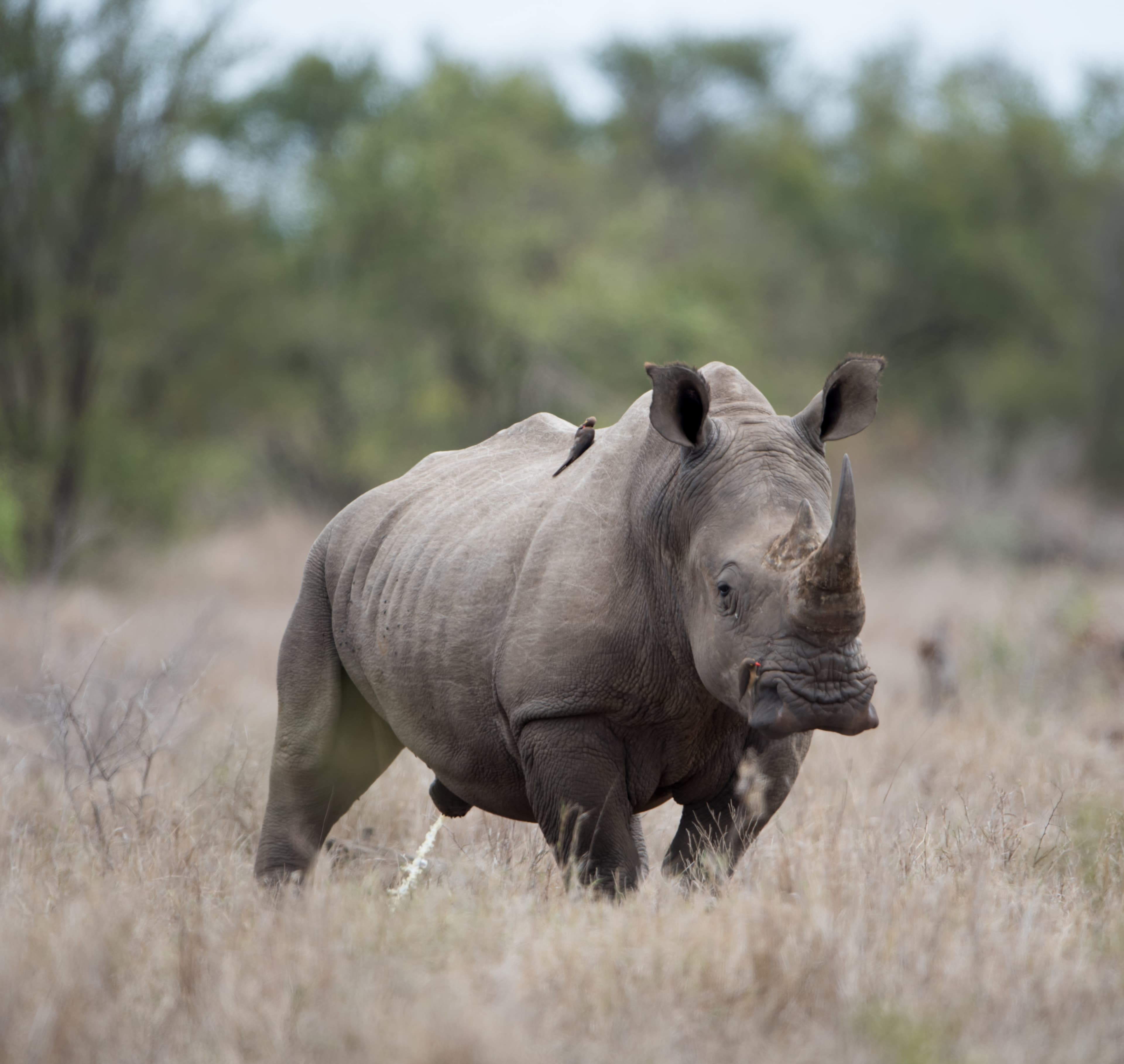 Rhinoceros